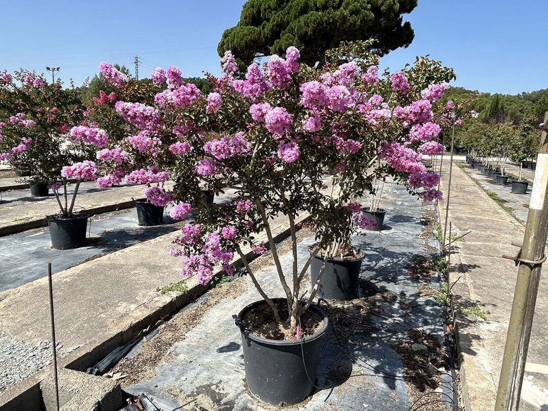 Astronómica — Lagerstroemia indica
