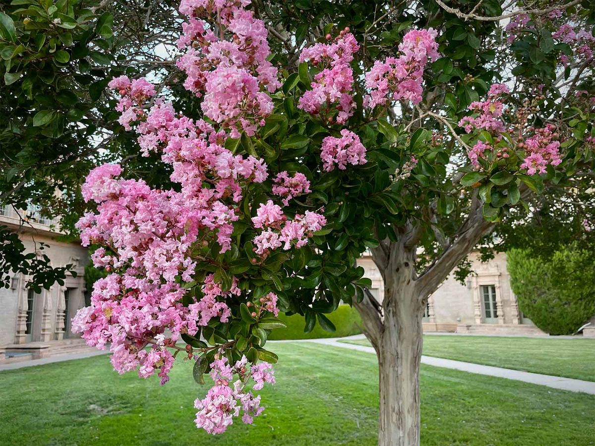 Astronómica — Lagerstroemia indica 4
