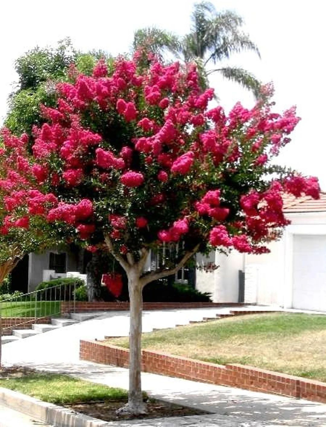 Astronómica — Lagerstroemia indica 2