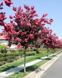 Astronómica — Lagerstroemia indica 3