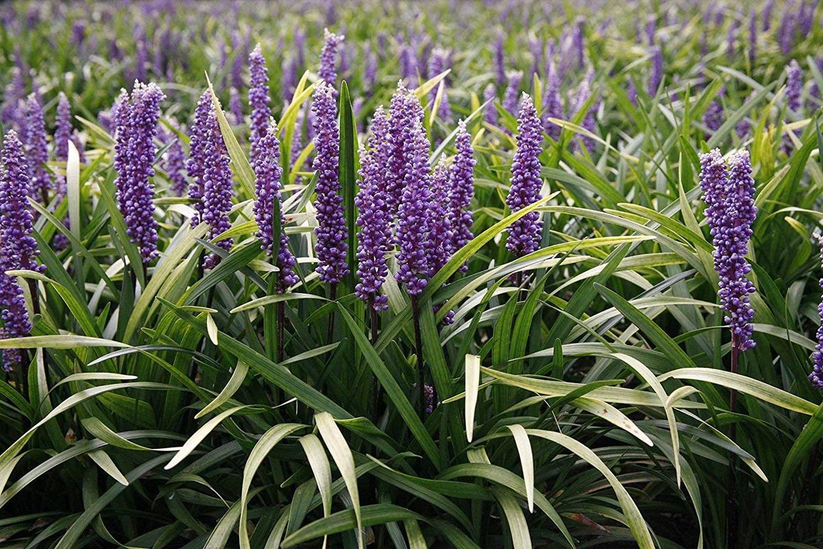 Pasto Liriope — Liriope muscari