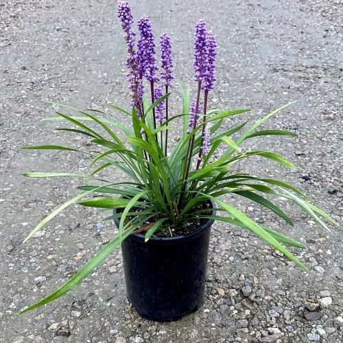 Pasto Liriope — Liriope muscari 2