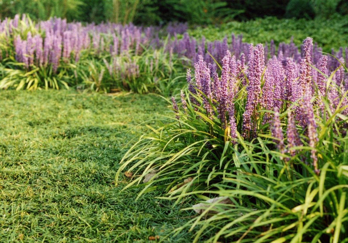 Pasto Liriope — Liriope muscari 3
