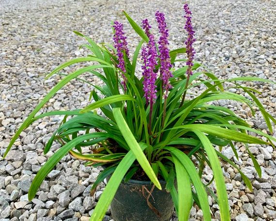 Pasto Liriope — Liriope muscari 4
