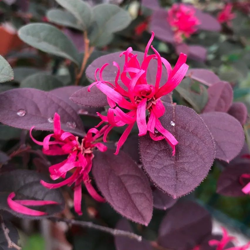 Loropetalum — Loropetalum chinense