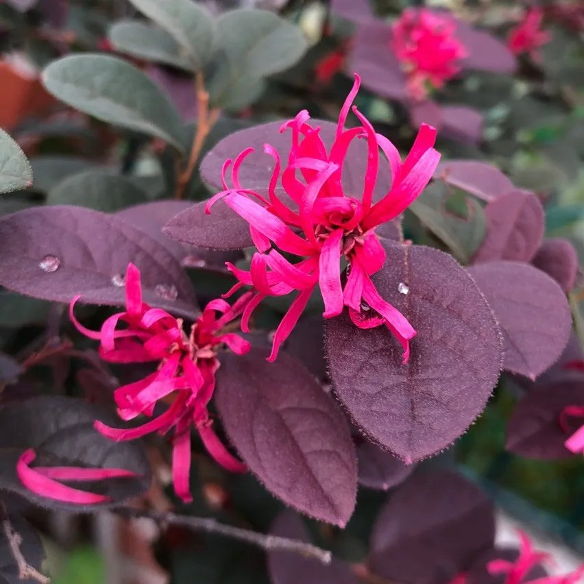 LOROPETALUM (B12)