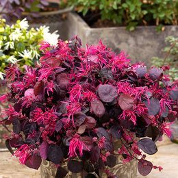Loropetalum — Loropetalum chinense 2