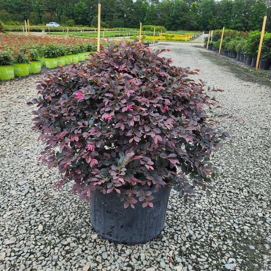 Loropetalum — Loropetalum chinense 3