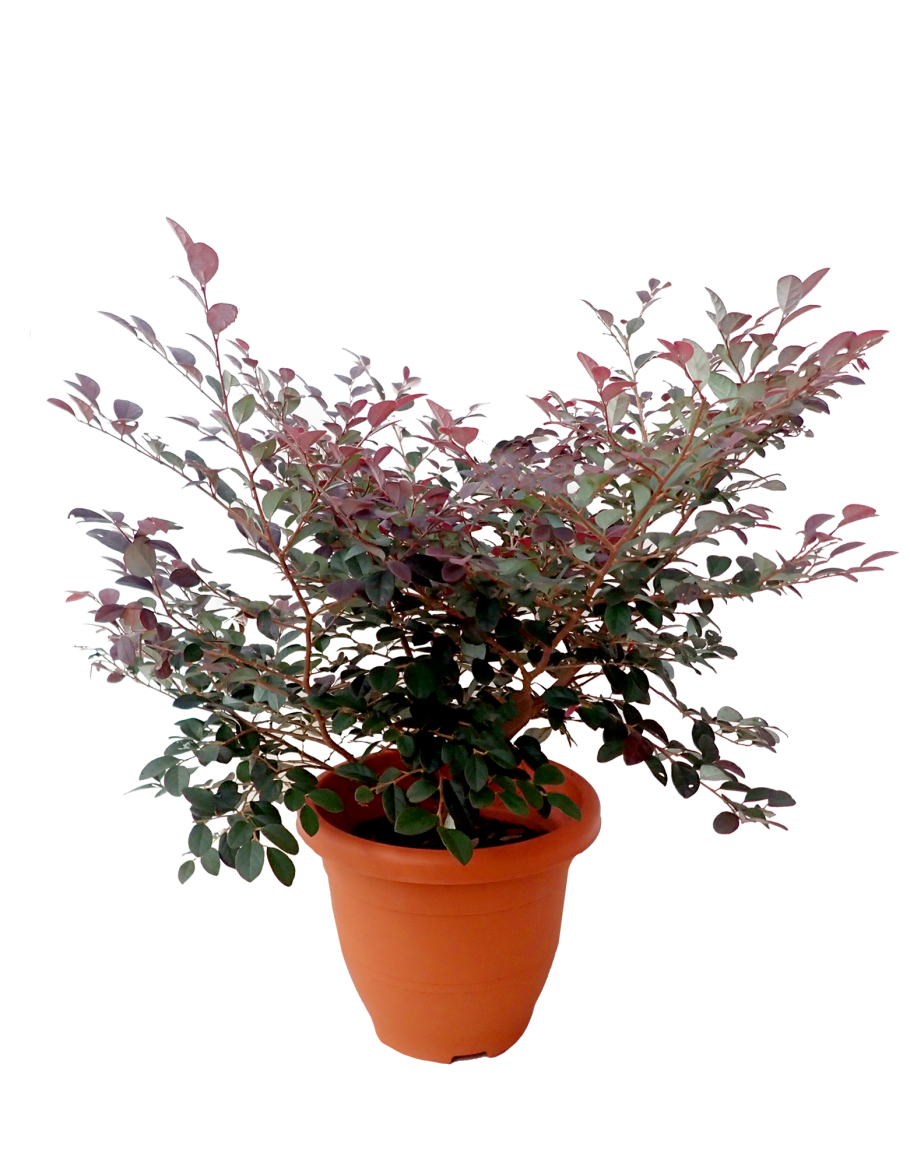 Loropetalum — Loropetalum chinense 4