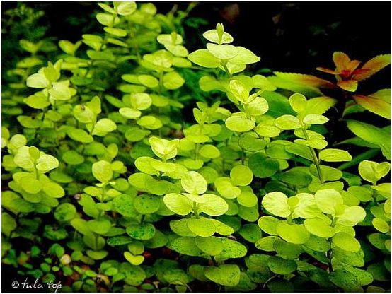 Lysimachia — Lysimachia nummularia 3