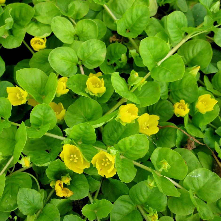 Lysimachia — Lysimachia nummularia 2