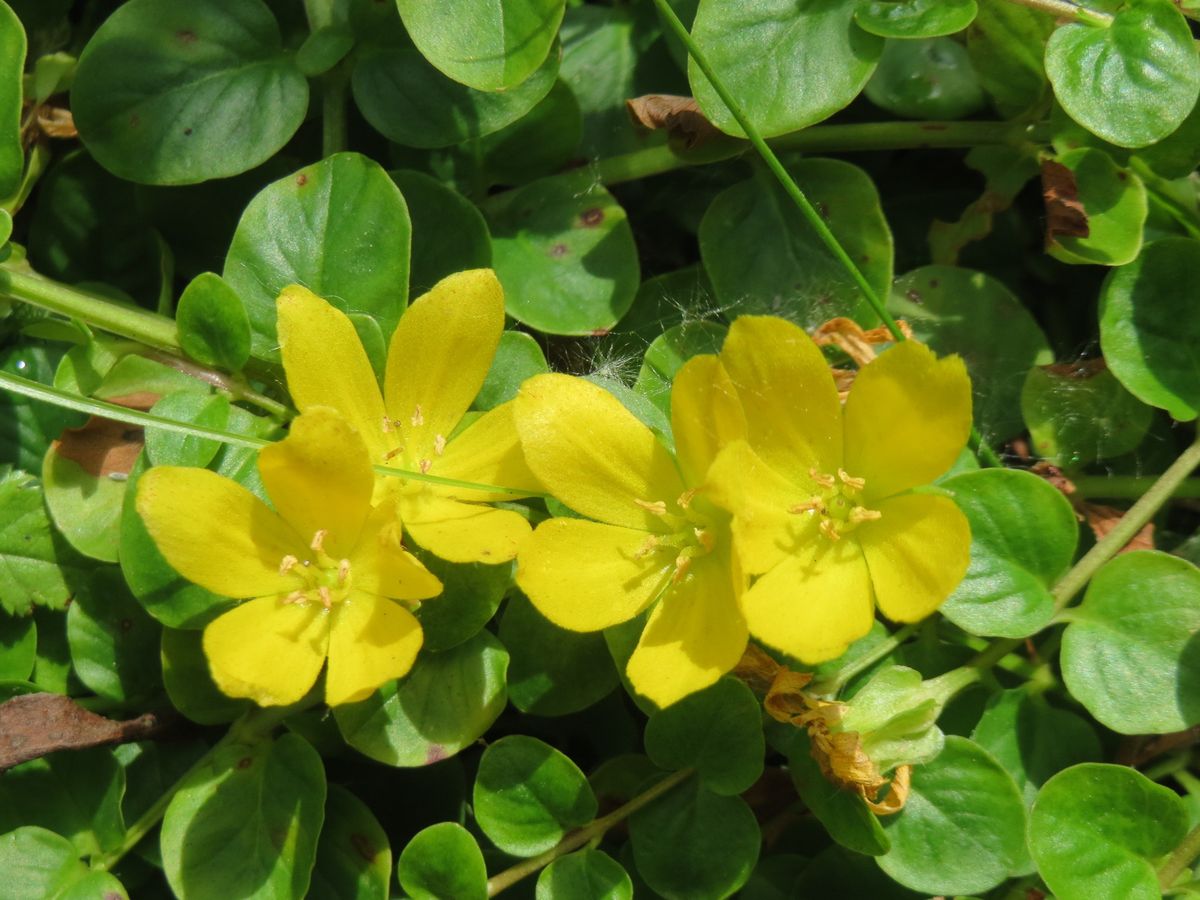 Lysimachia — Lysimachia nummularia 4