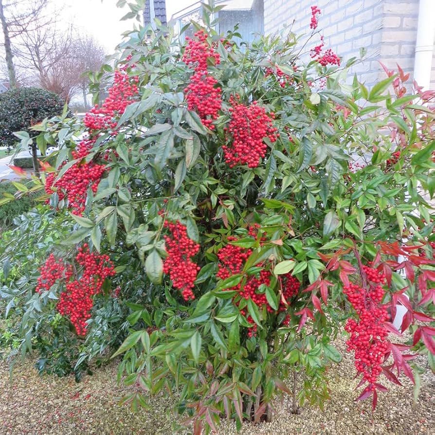 Nandina — Nandina domestica