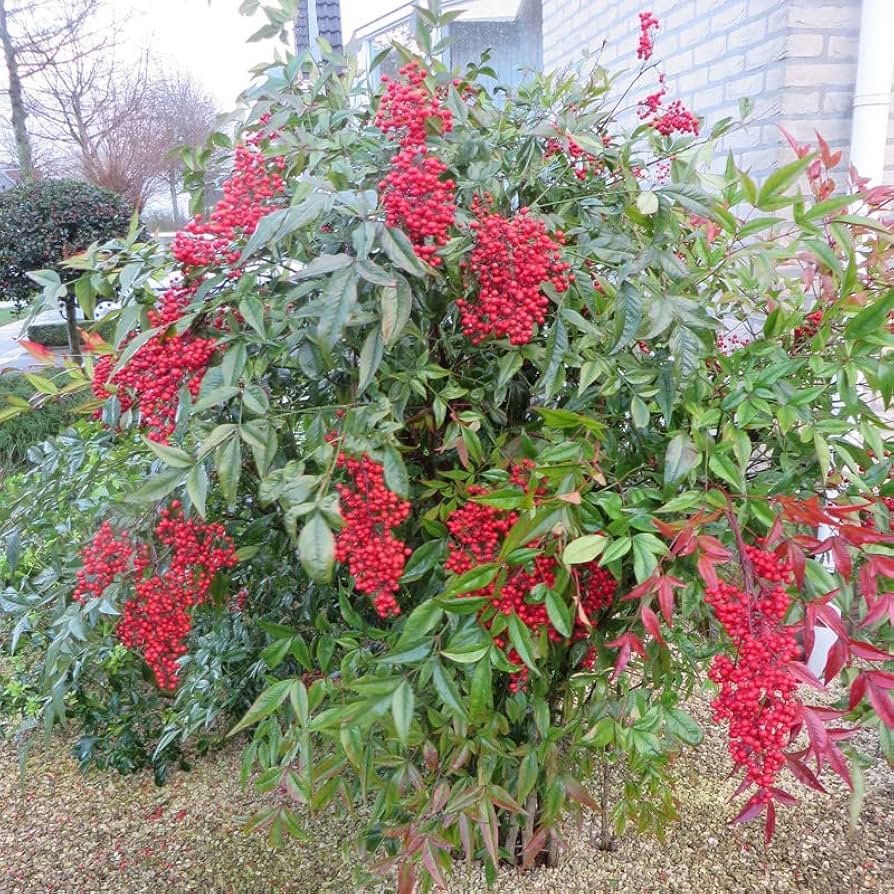 NANDINA (B45)