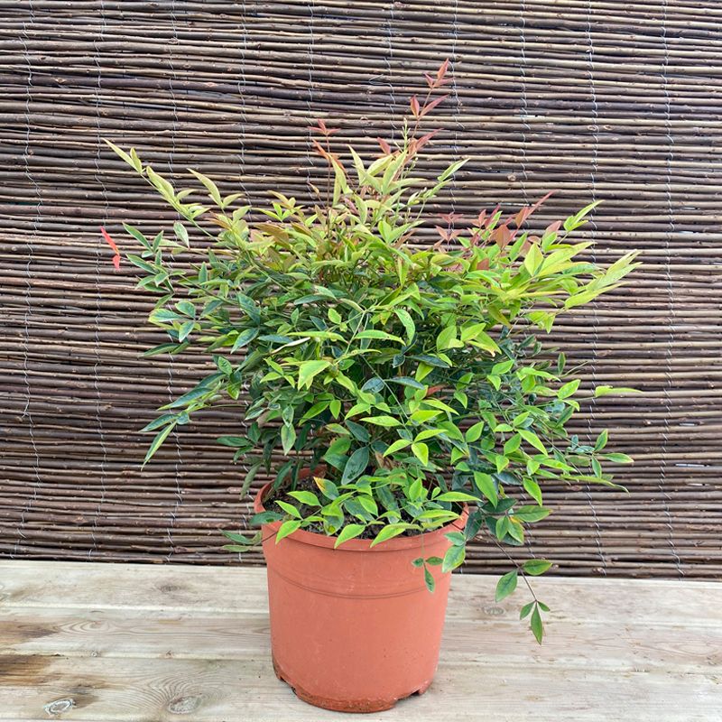Nandina — Nandina domestica 2
