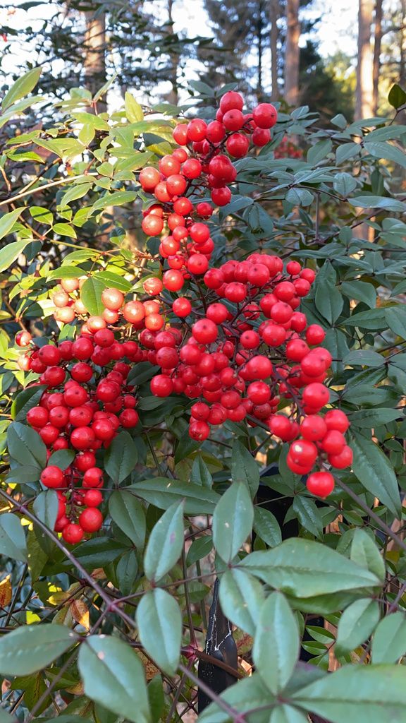 Nandina — Nandina domestica 3