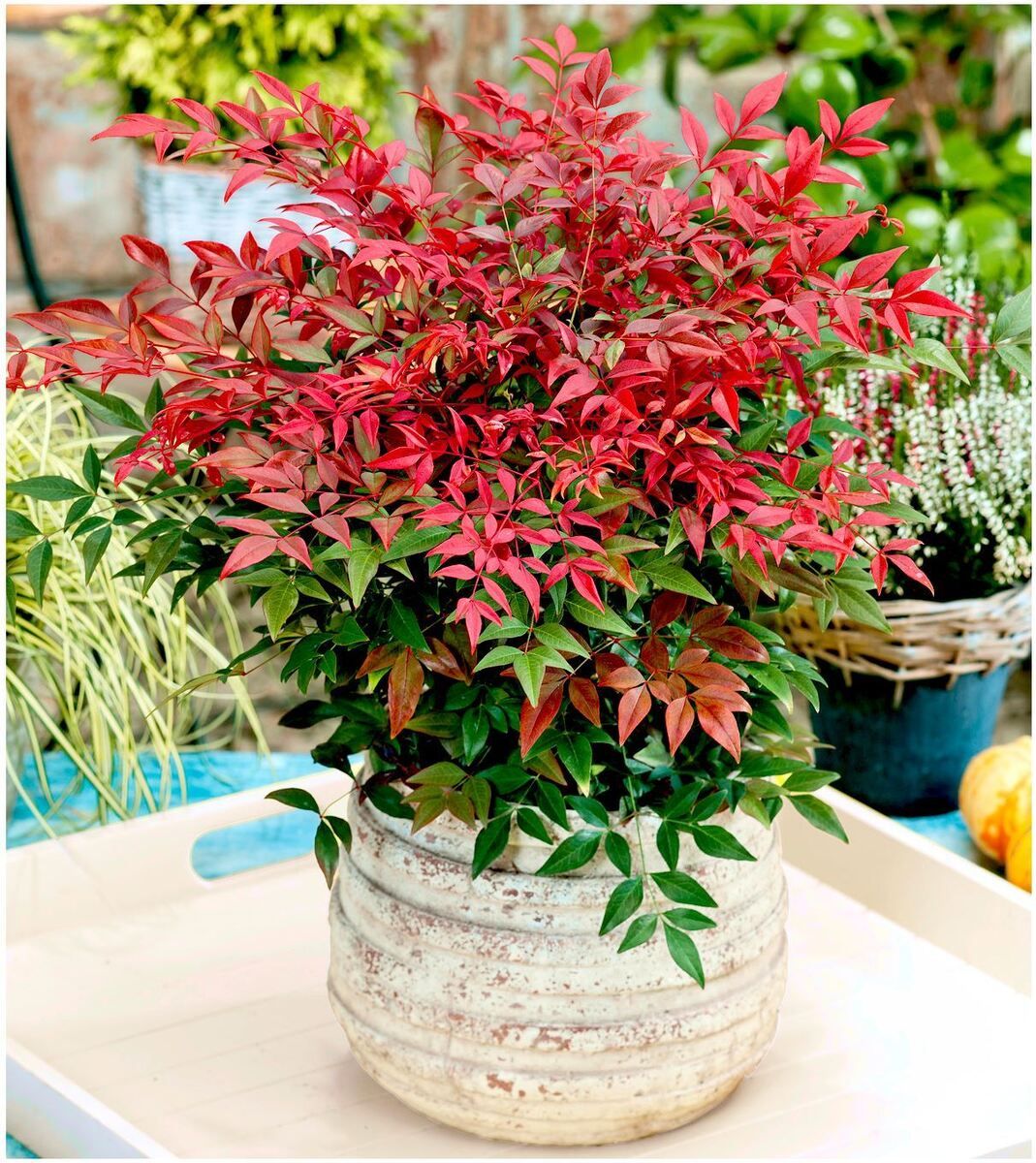 Nandina — Nandina domestica 4