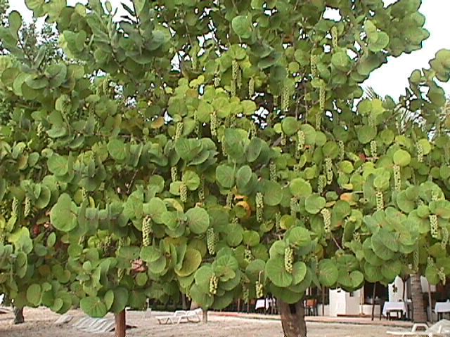 UVA DE MAR (B04)(1.50MT)
