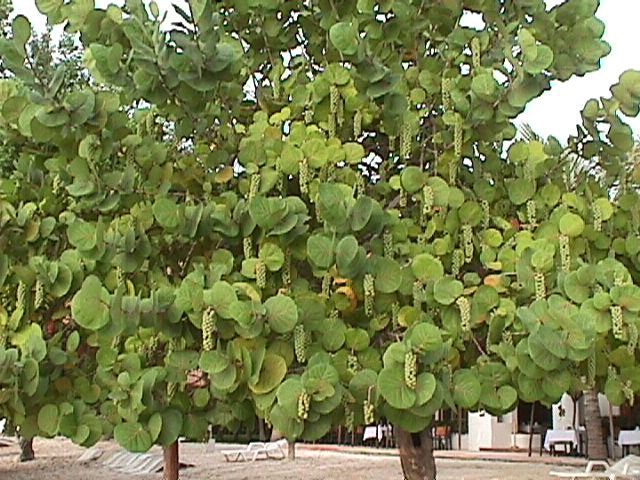 UVA DE MAR (B04)(1.50MT)