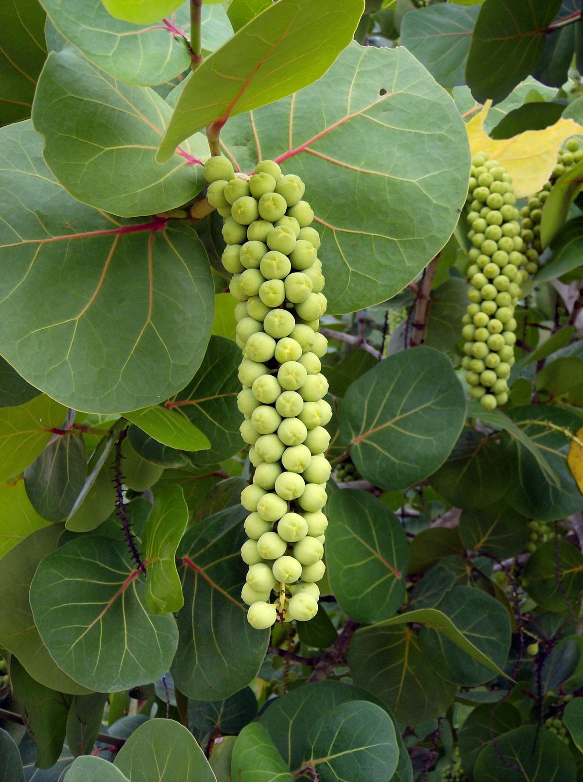 Uva de mar — Coccoloba uvifera 4