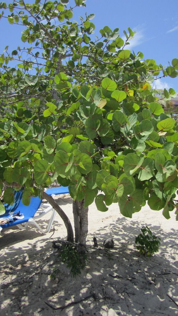 Uva de mar — Coccoloba uvifera 2