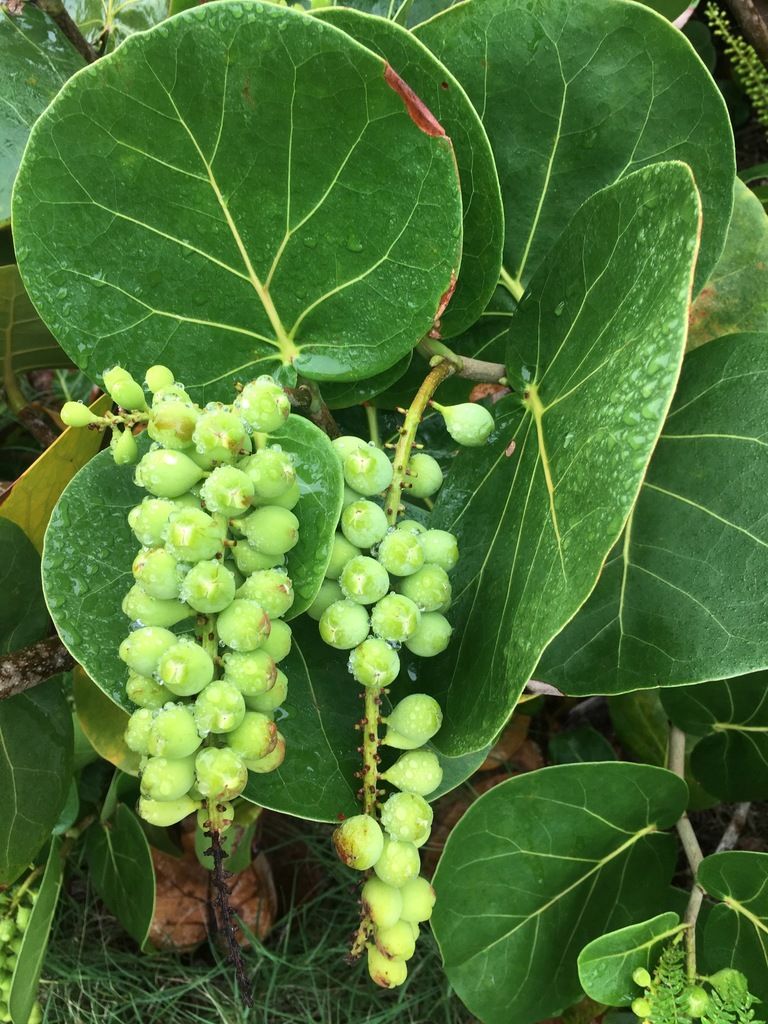 Uva de mar — Coccoloba uvifera 3