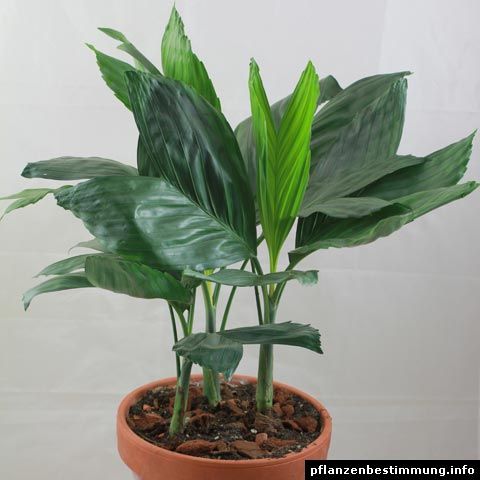 Palma Camedor Metálica — Chamaedorea metallica 4