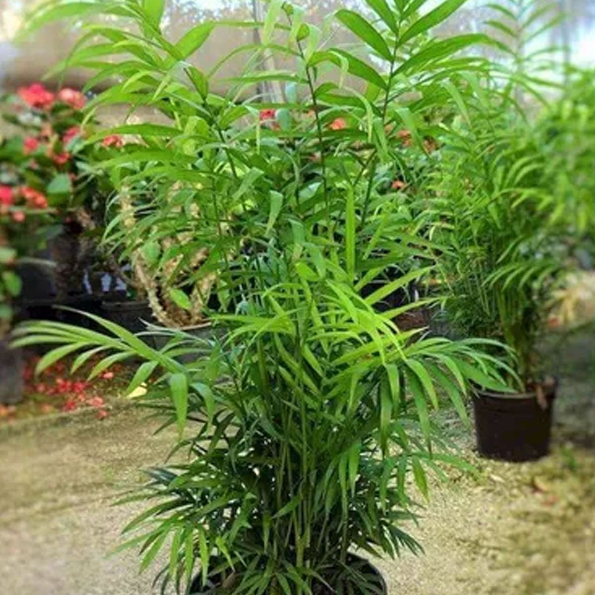 Palma Camedor — Chamaedorea elegans 2