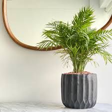 Palma Camedor — Chamaedorea elegans 3