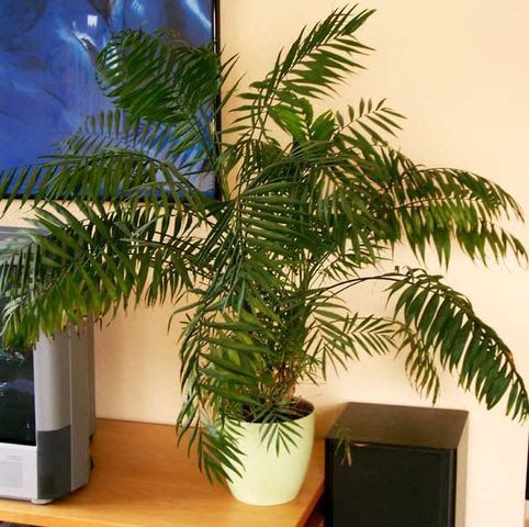 Palma Camedor — Chamaedorea elegans 4