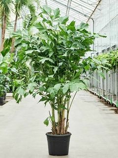 Palma Cola de Pez — Caryota mitis 2