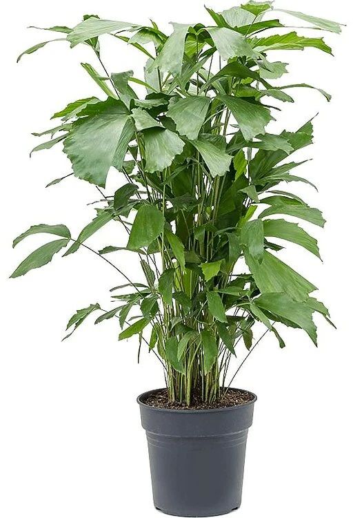 Palma Cola de Pez — Caryota mitis 3