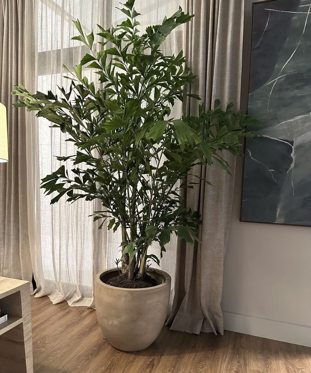 Palma Cola de Pez — Caryota mitis 4