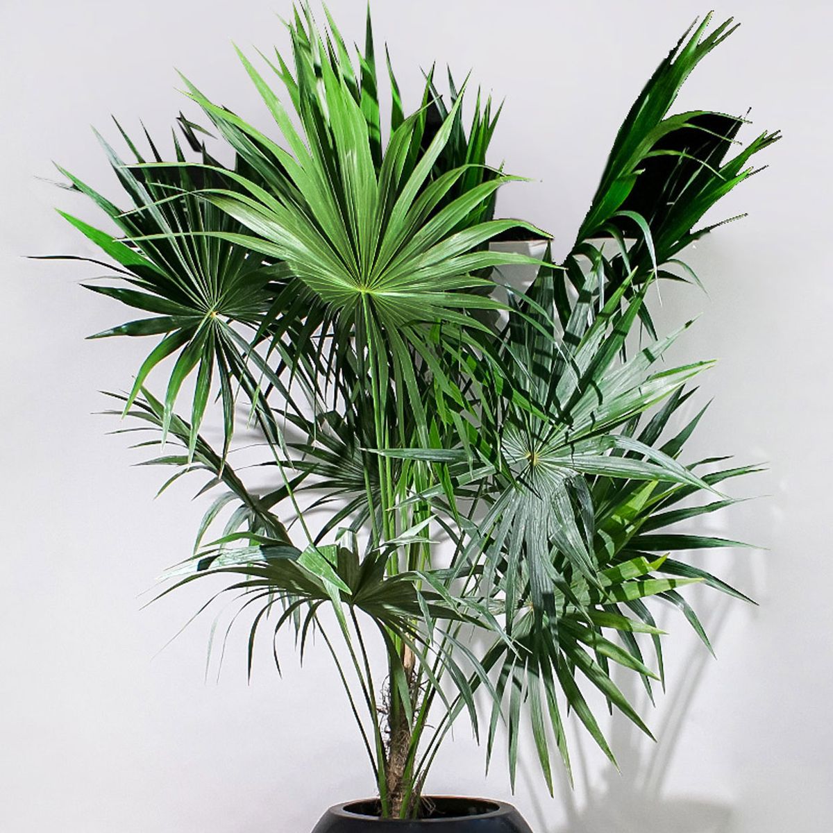 Palma Estrella — Rhapis excelsa