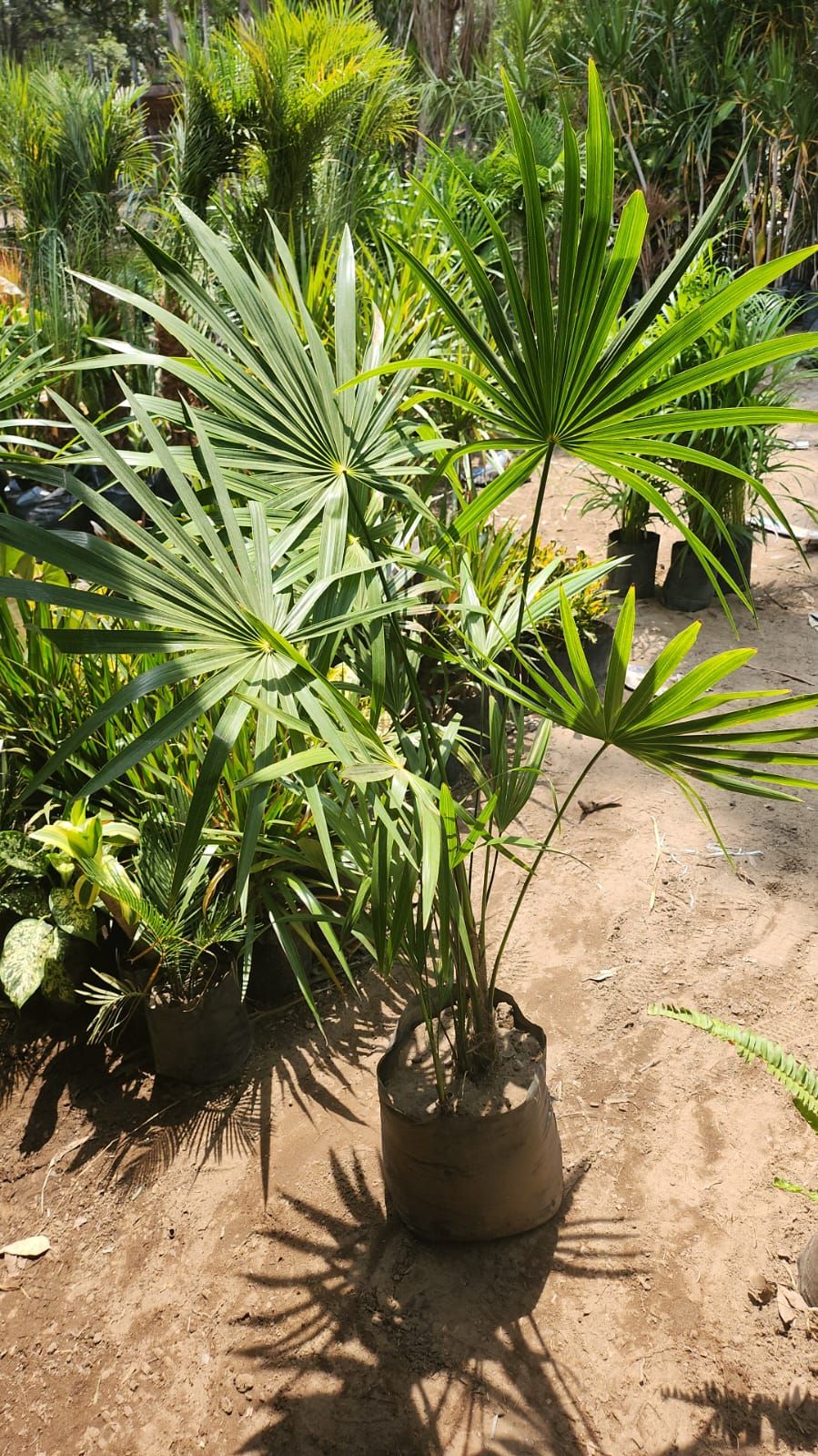 Palma Estrella — Rhapis excelsa 4