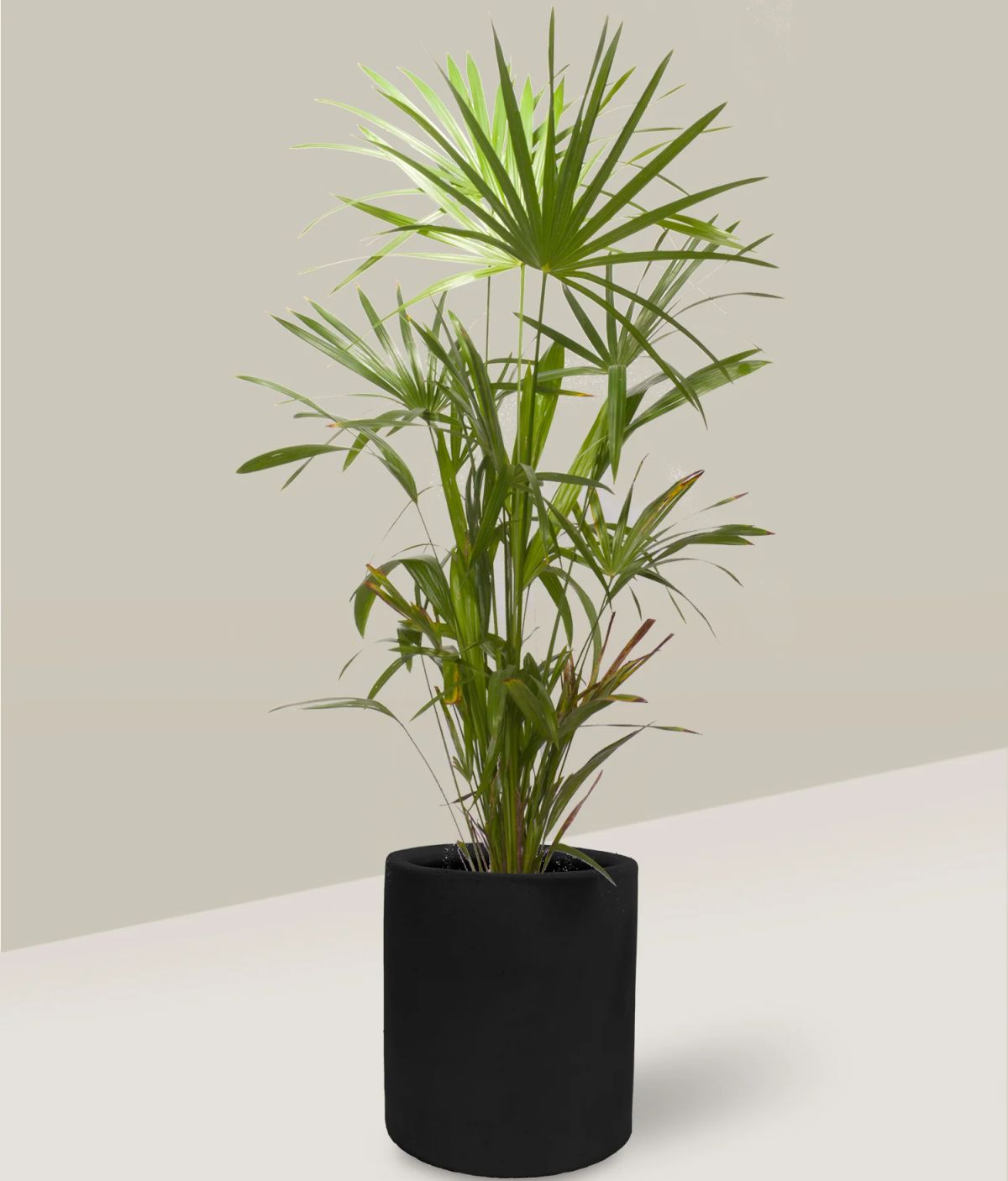 Palma Estrella — Rhapis excelsa 3