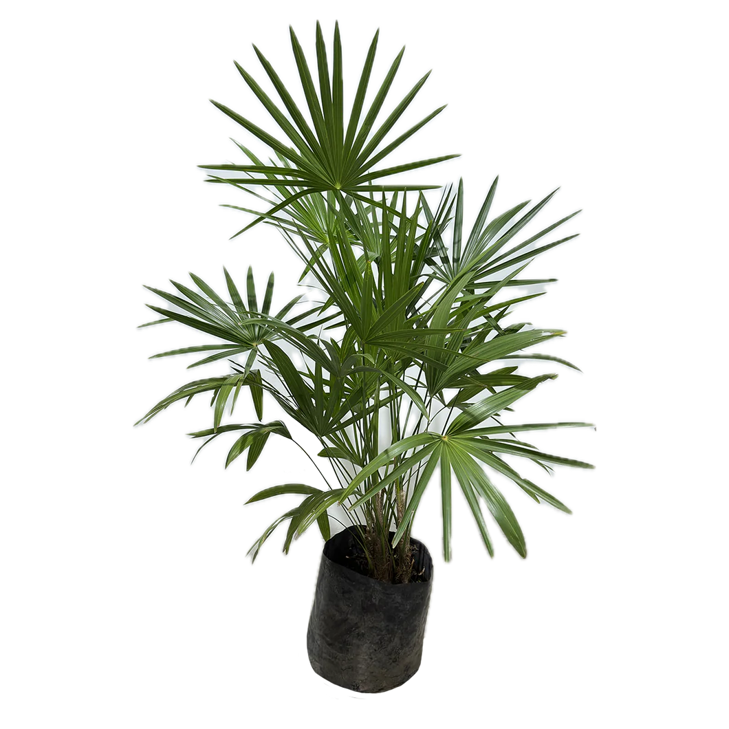 Palma Estrella — Rhapis excelsa 2