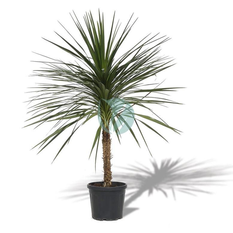 Palma Indivisa — Cordyline indivisa 2