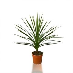 PALMA INDIVISA (CAZO)
