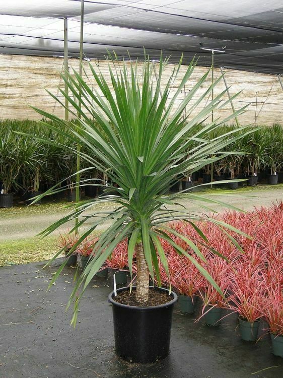 Palma Indivisa — Cordyline indivisa 3