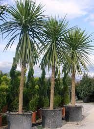 Palma Indivisa — Cordyline indivisa 4