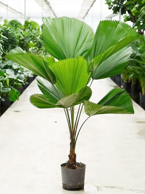 Palma Licuala — Licuala grandis