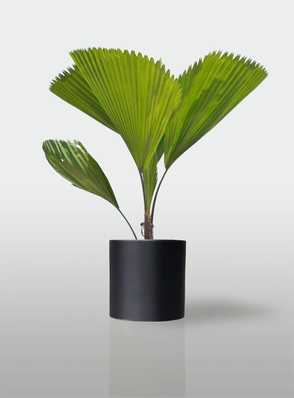 Palma Licuala — Licuala grandis 3