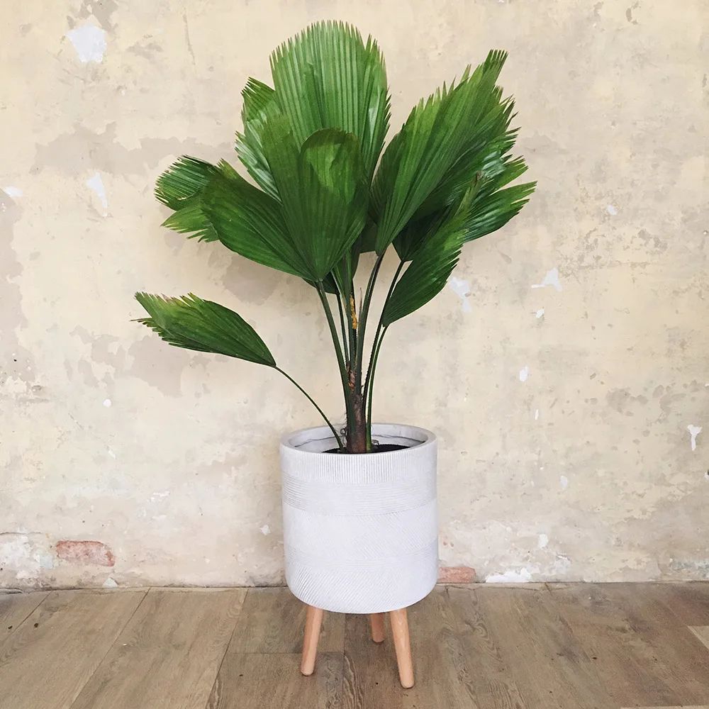 Palma Licuala — Licuala grandis 4