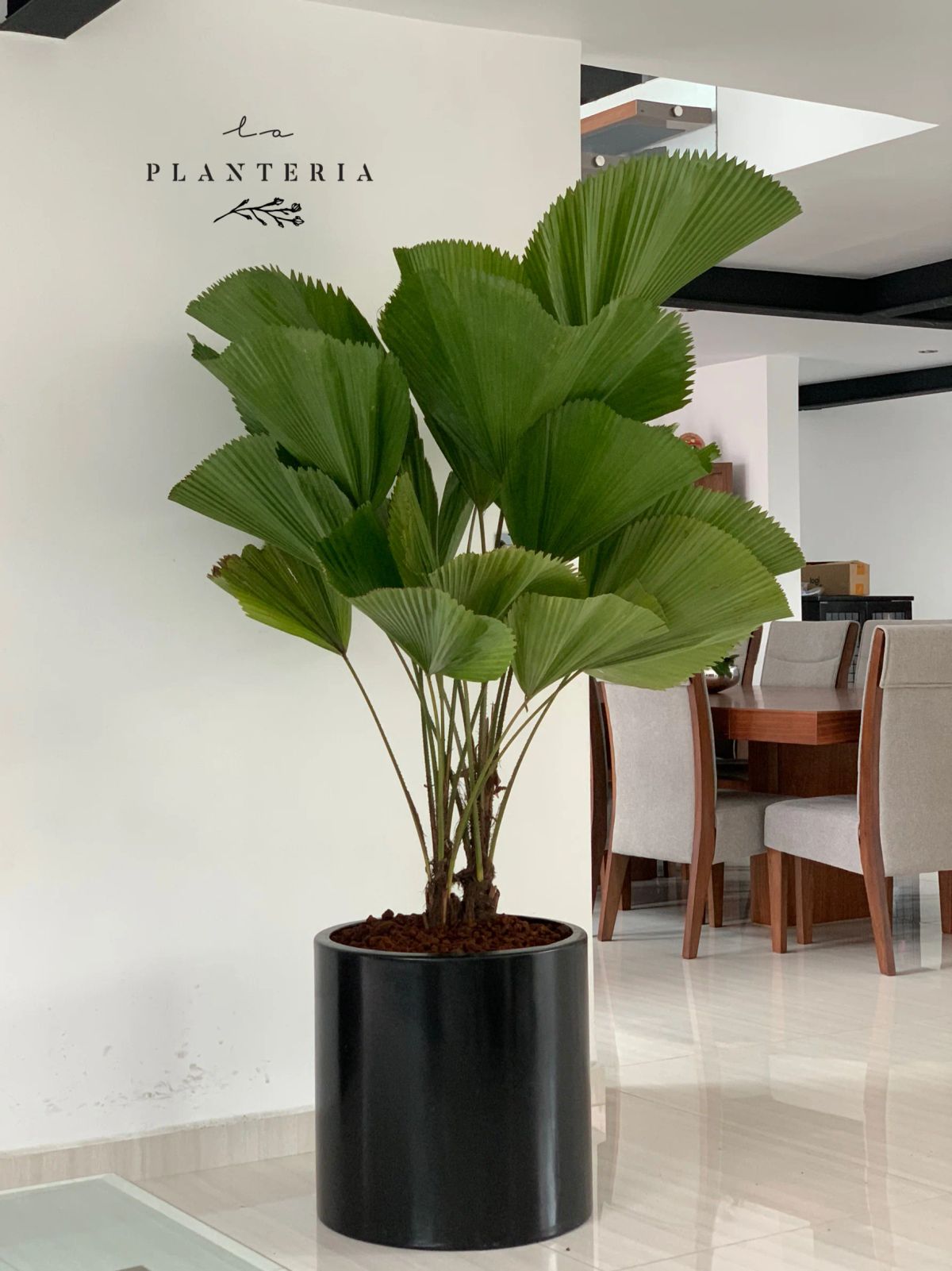 Palma Licuala — Licuala grandis 2