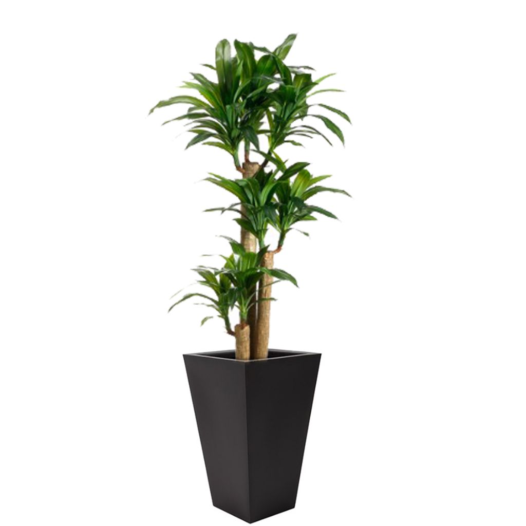 Palo de Brasil — Dracaena fragrans 2