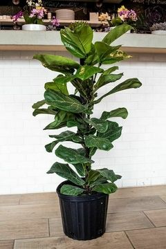 Pandurata — Ficus lyrata 2