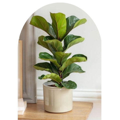 Pandurata — Ficus lyrata 3