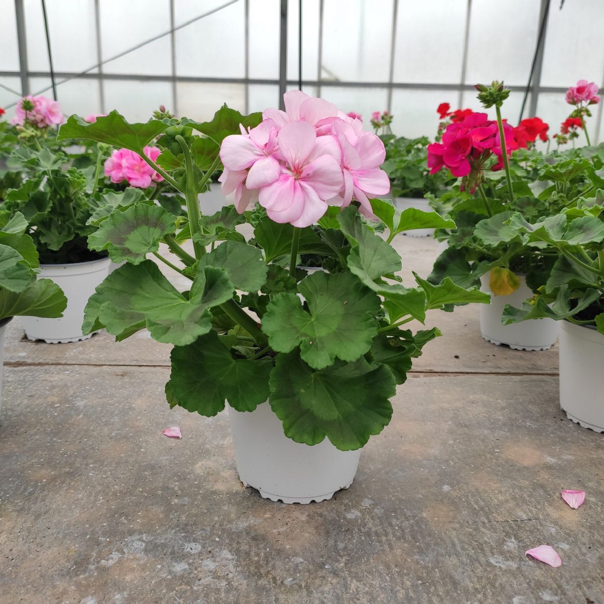 Geranio — Pelargonium spp.
