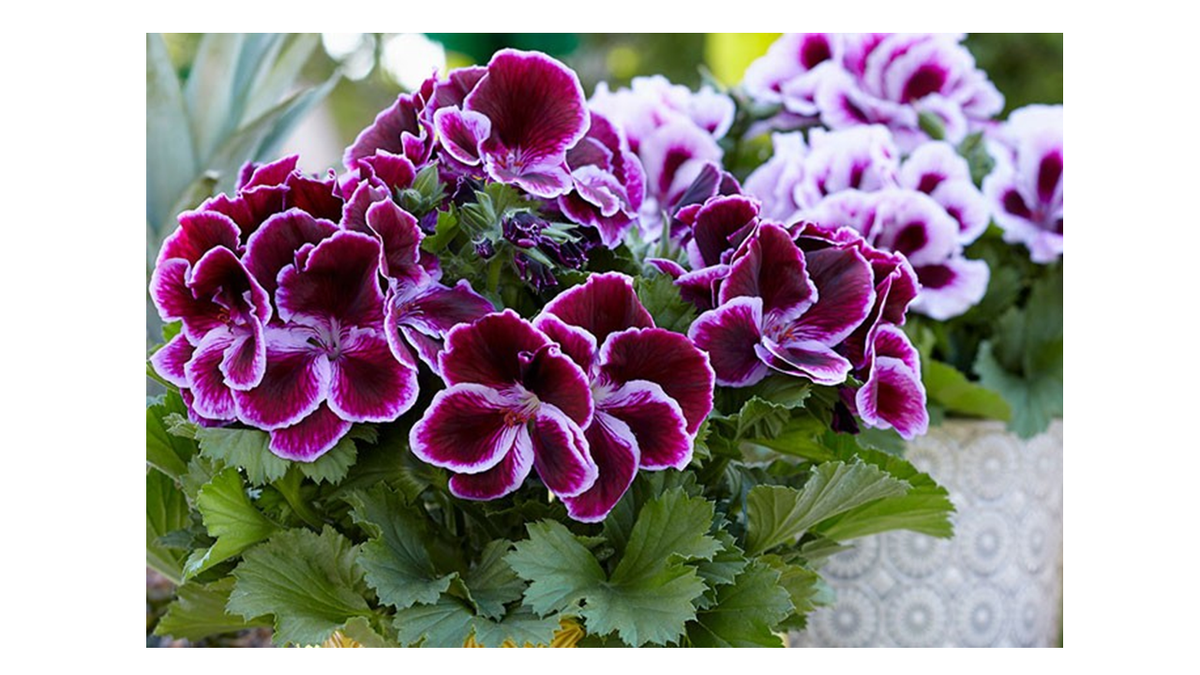Geranio — Pelargonium spp. 2